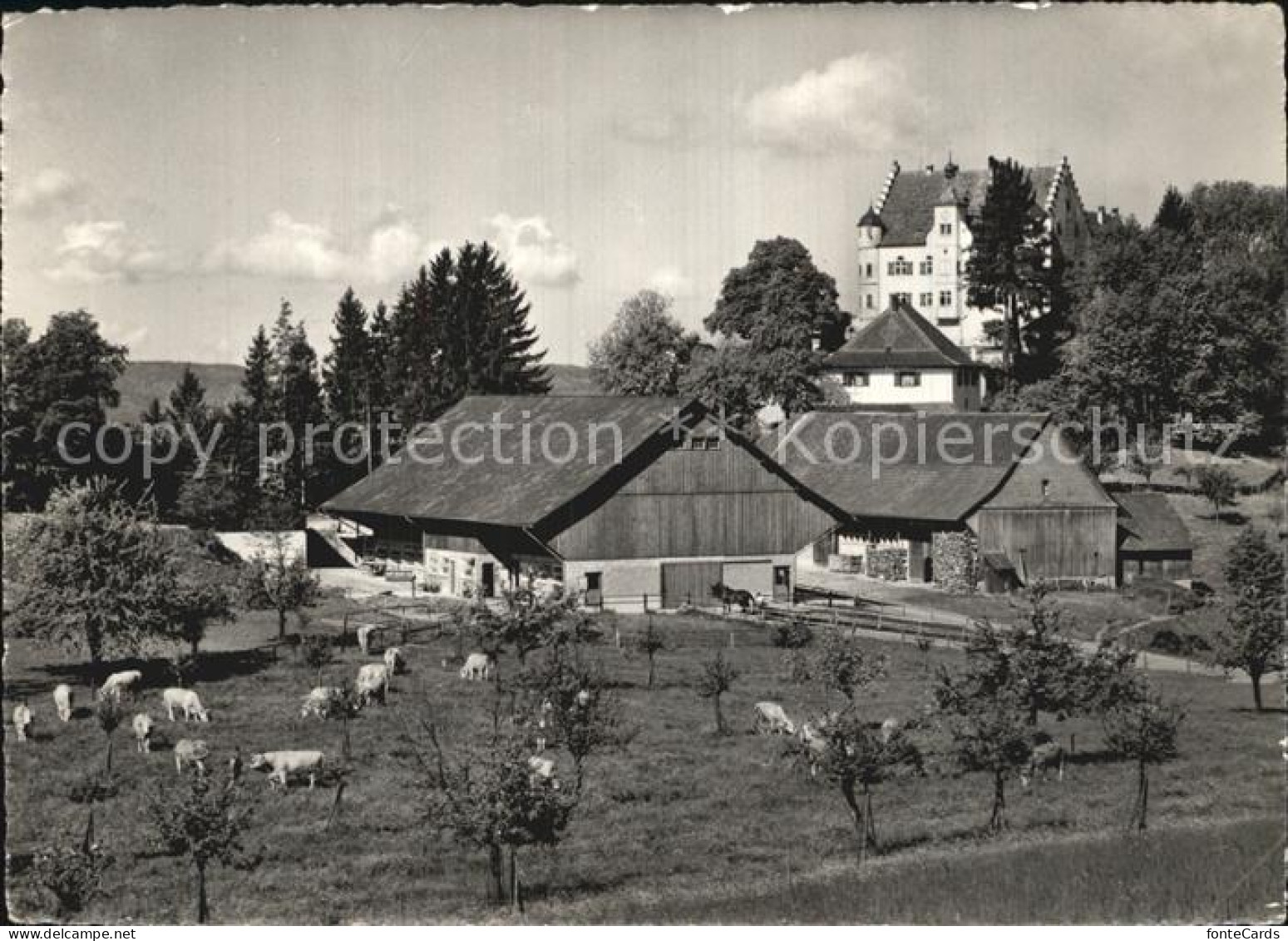 12589303 Stettfurt Schloss Sonnenberg Bauernhof Viehweide Kuehe Stettfurt - Autres & Non Classés