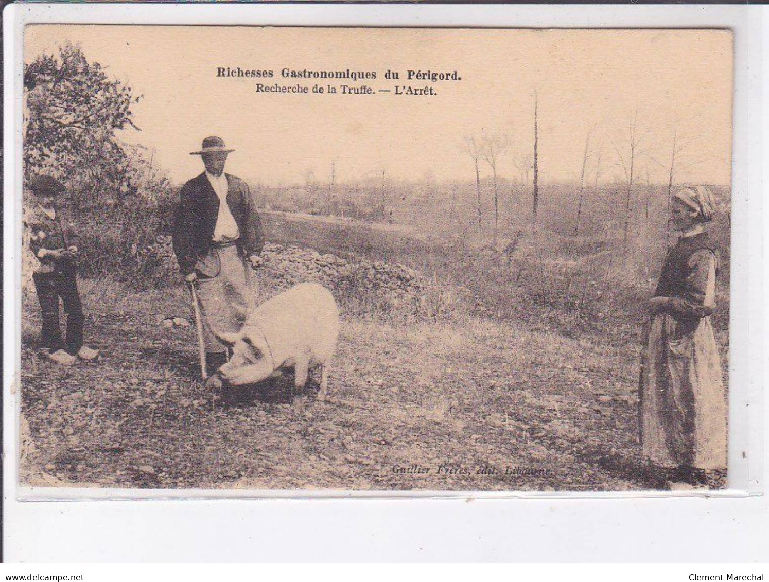 PERIGORD: Recherche De La Truffe, L'arrêt, Champignons, Porc - Très Bon état - Andere & Zonder Classificatie