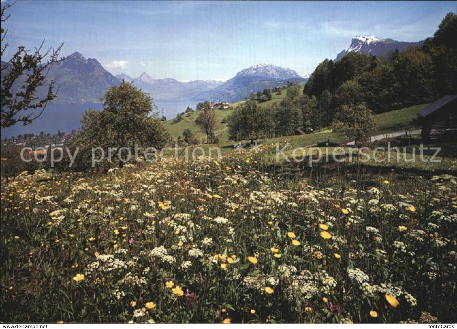 12586640 Beckenried Panorama  Beckenried - Other & Unclassified