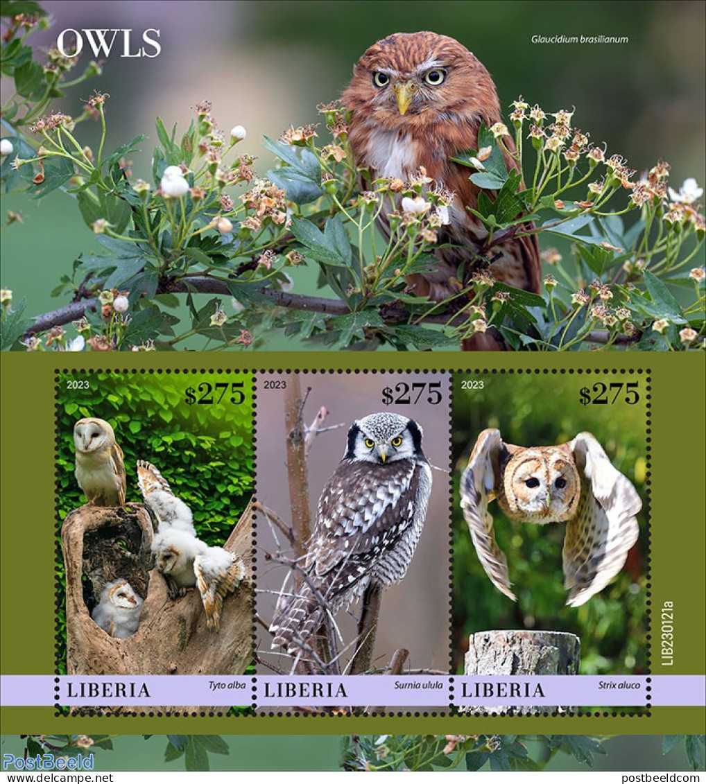 Liberia 2023 Owls, Mint NH, Nature - Birds - Birds Of Prey - Owls - Sonstige & Ohne Zuordnung