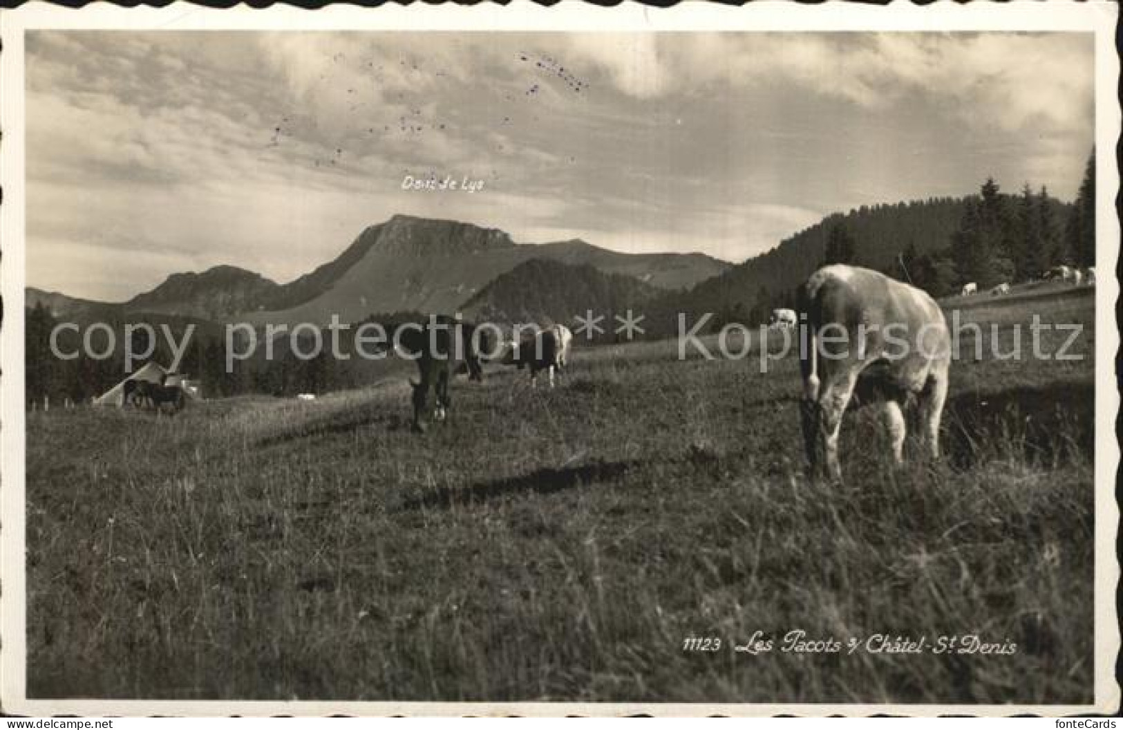 12586251 Les Paccots Viehweide Kuehe Alpen Les Paccots - Altri & Non Classificati