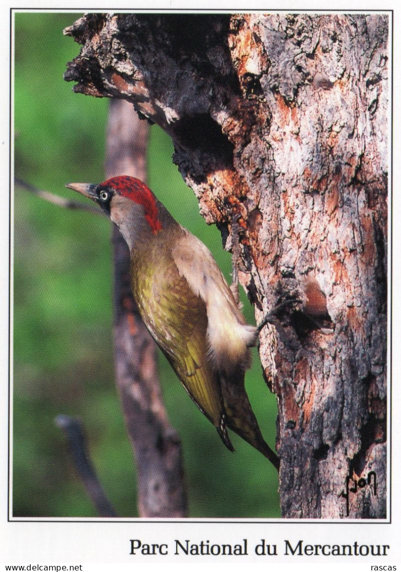 CPM - P - PARC NATIONAL DU  MERCANTOUR - PIC VERT - Birds