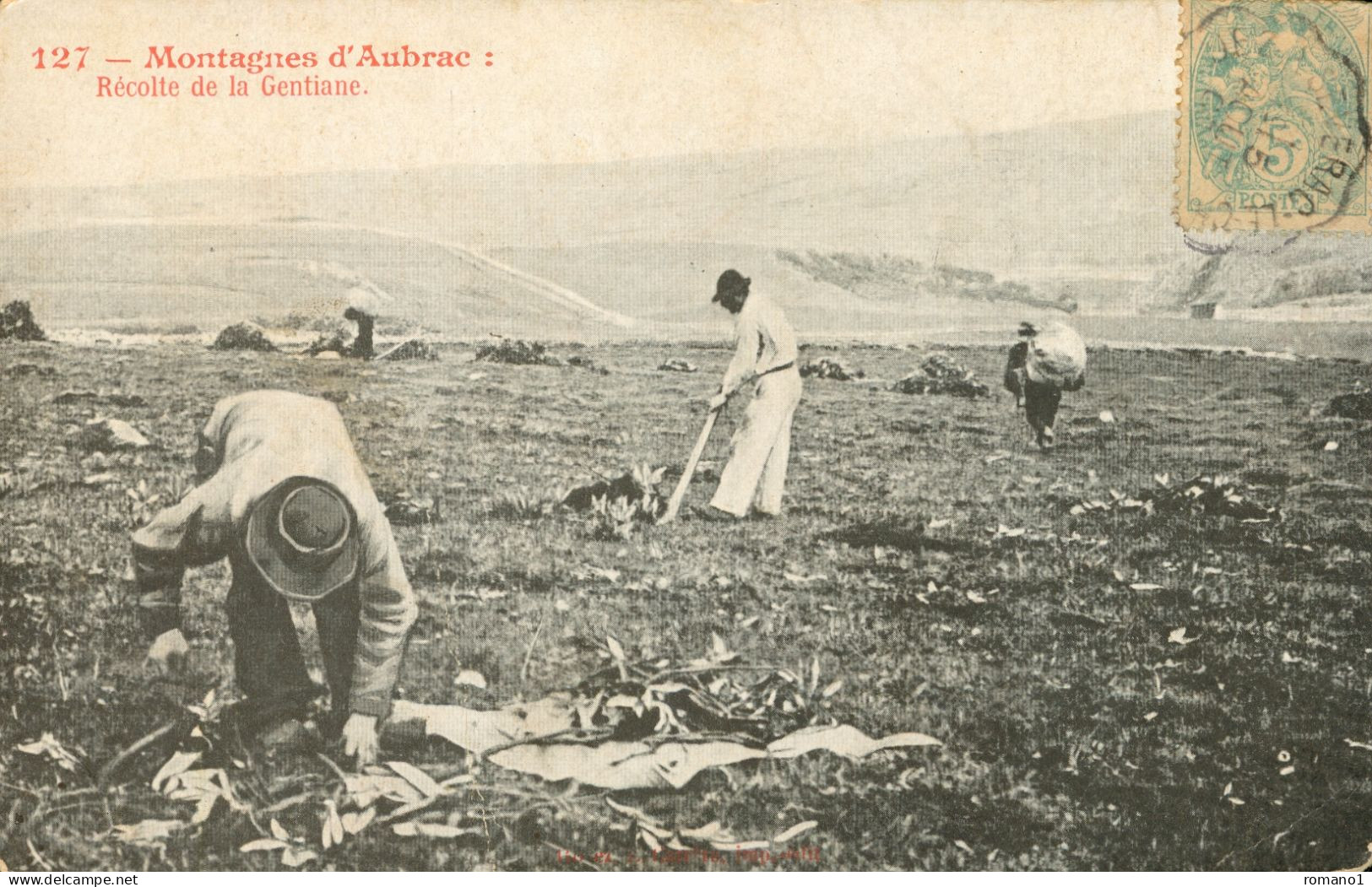 12)    Montagne D' AUBRAC -  Récolte De La Gentiane - Autres & Non Classés