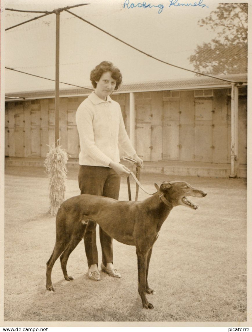 Large.Photograph (approx 8½"x 6½")-Kennel Girl With Racing Greyhound C1950- King's Heath Racecourse-Braithwaite Photogr. - Deportes