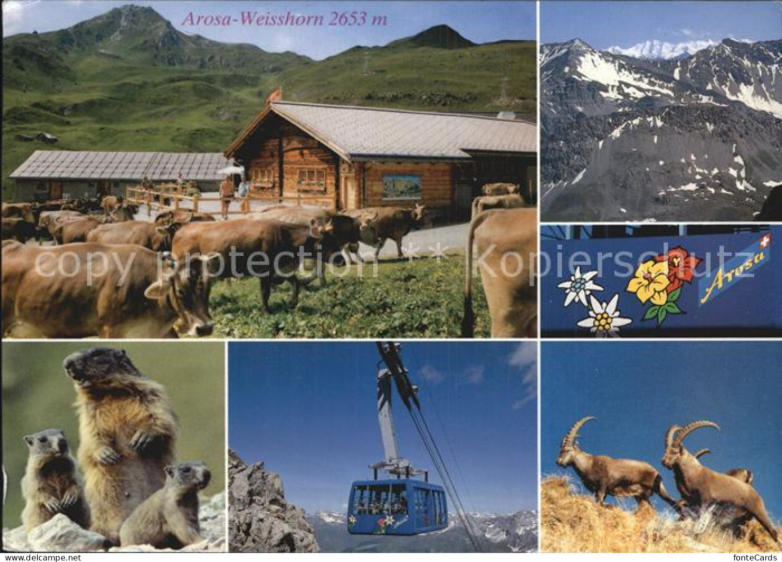 12581451 Arosa GR Seilbahn Steinbock Murmeltier Arosa - Andere & Zonder Classificatie