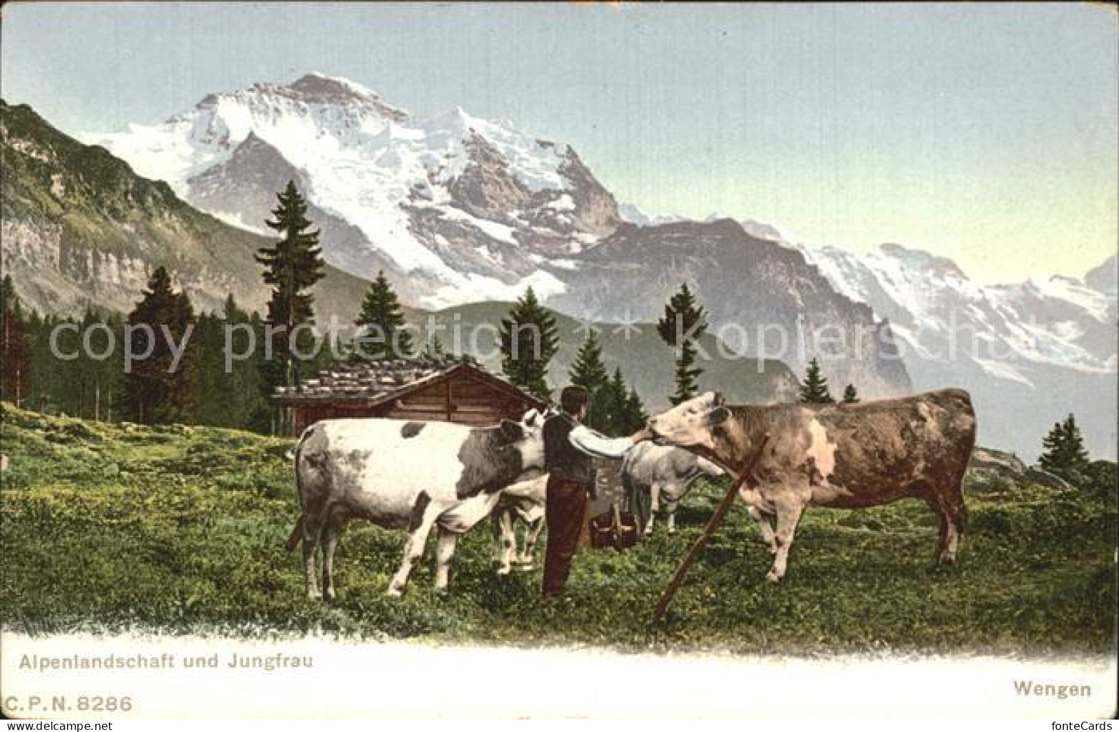 12577998 Wengen BE Alpenlandschaft Alm Mit Jungfrau Wengen - Other & Unclassified