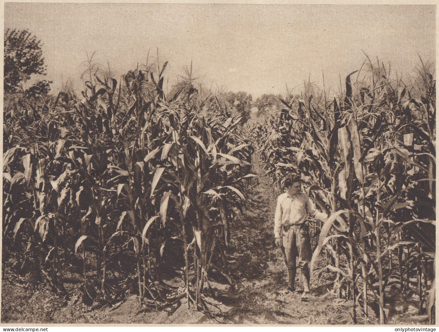 Rigogliosa Coltivazione Di Granoturco In Agro Pontino - 1936 Stampa Epoca - Prints & Engravings