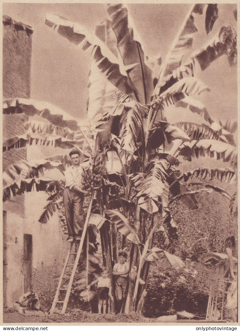 Banano Di Antonino La Malfa Di Vigliatore (Messina) - 1934 Stampa Epoca - Stiche & Gravuren