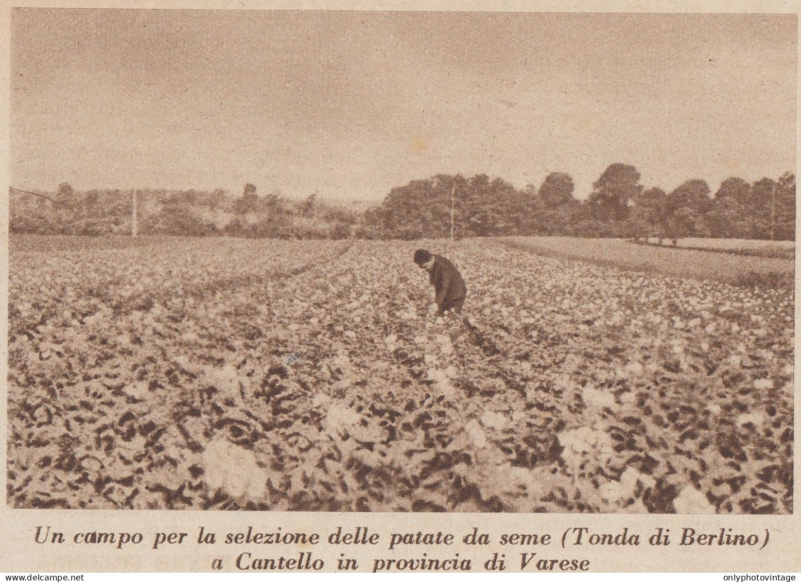 Cantello (VA) - Un Campo Per La Selezione Delle Patate - 1937 Stampa - Prints & Engravings