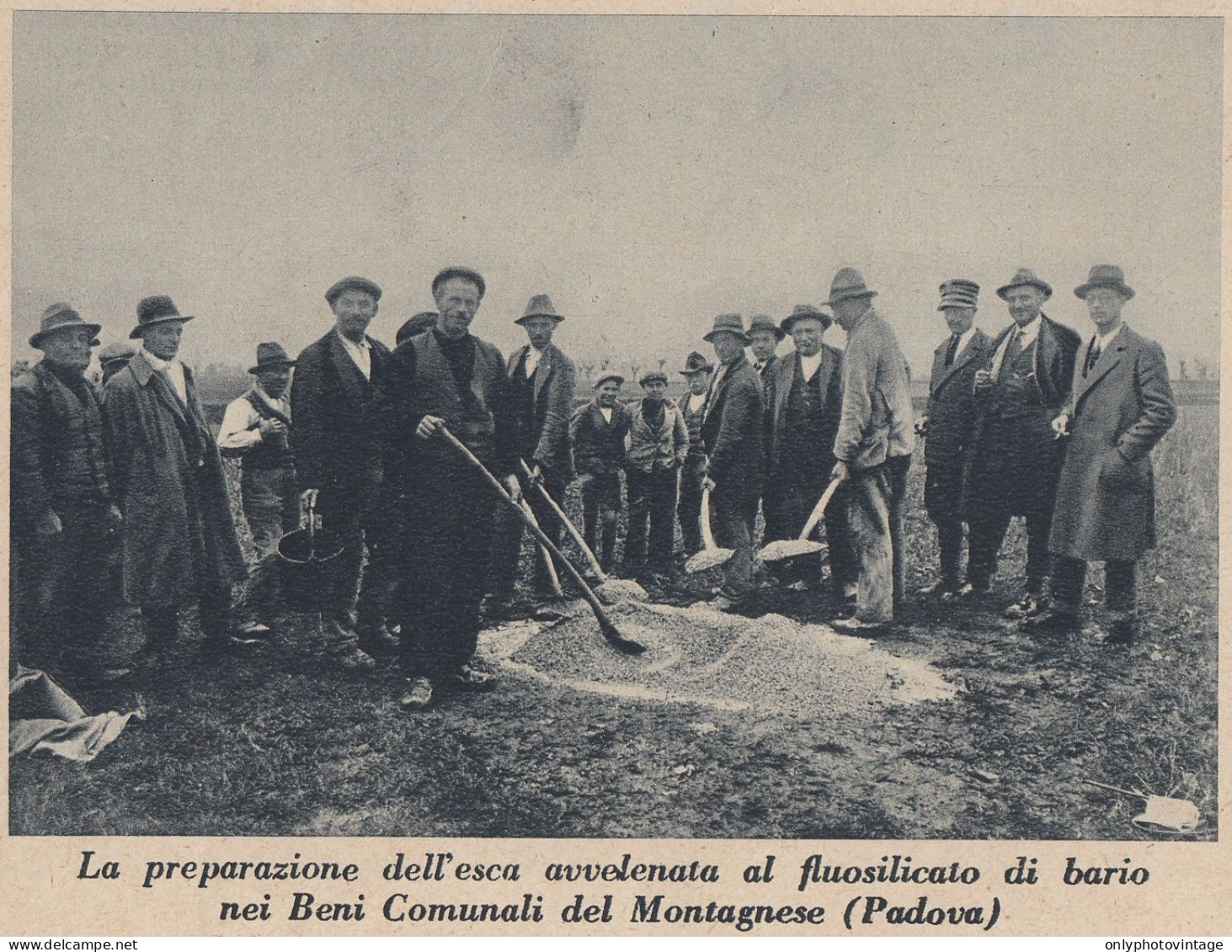 Preparazione Esca Avvelenata Nei Beni Comunali Del Montagnese 1934 Stampa - Stiche & Gravuren