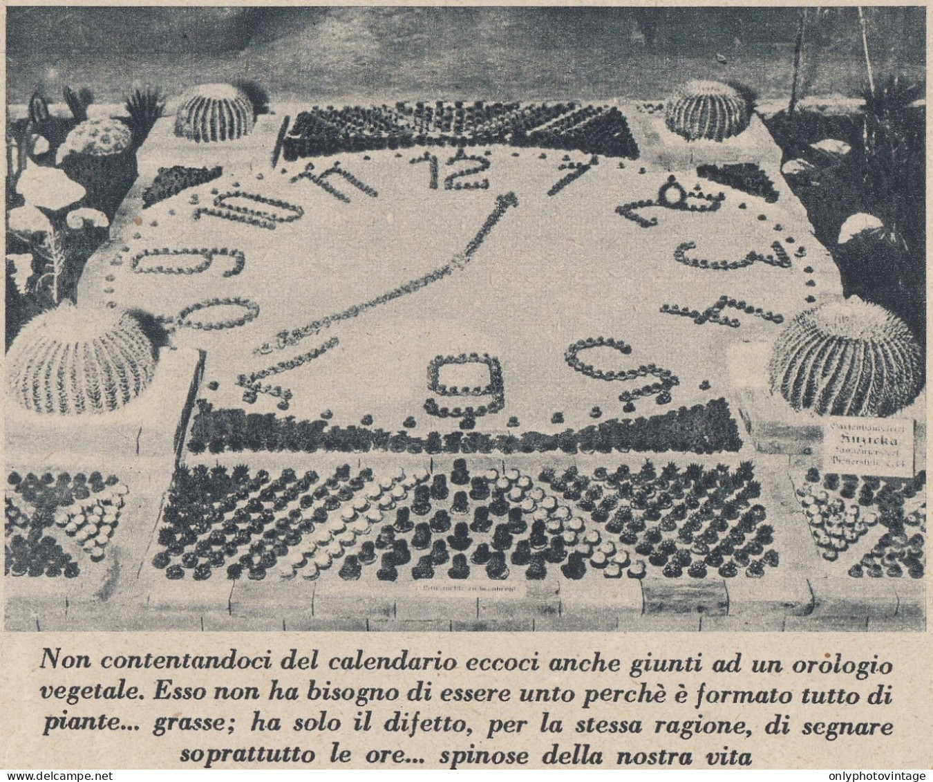 Giardino Delle RR. Terme Di Levico - Orologio Vegetale - 1934 Stampa Epoca - Stiche & Gravuren