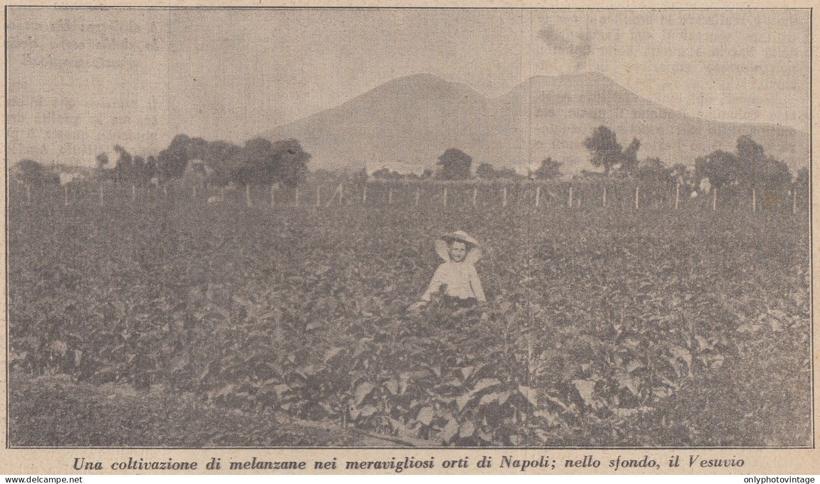 Coltivazione Di Melanzane Negli Orti Di Napoli - 1933 Stampa - Old Print - Stiche & Gravuren