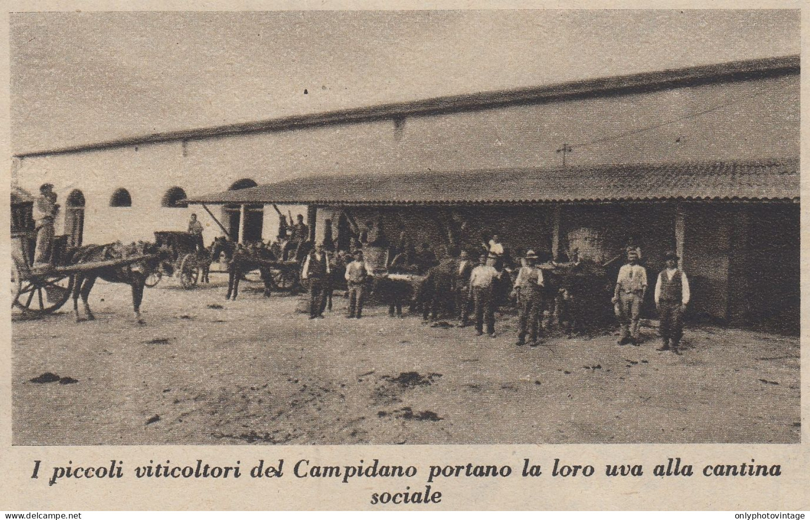 Viticoltori Del Campidano Portano Uva Alla Cantina Sociale - 1936 Stampa - Stiche & Gravuren