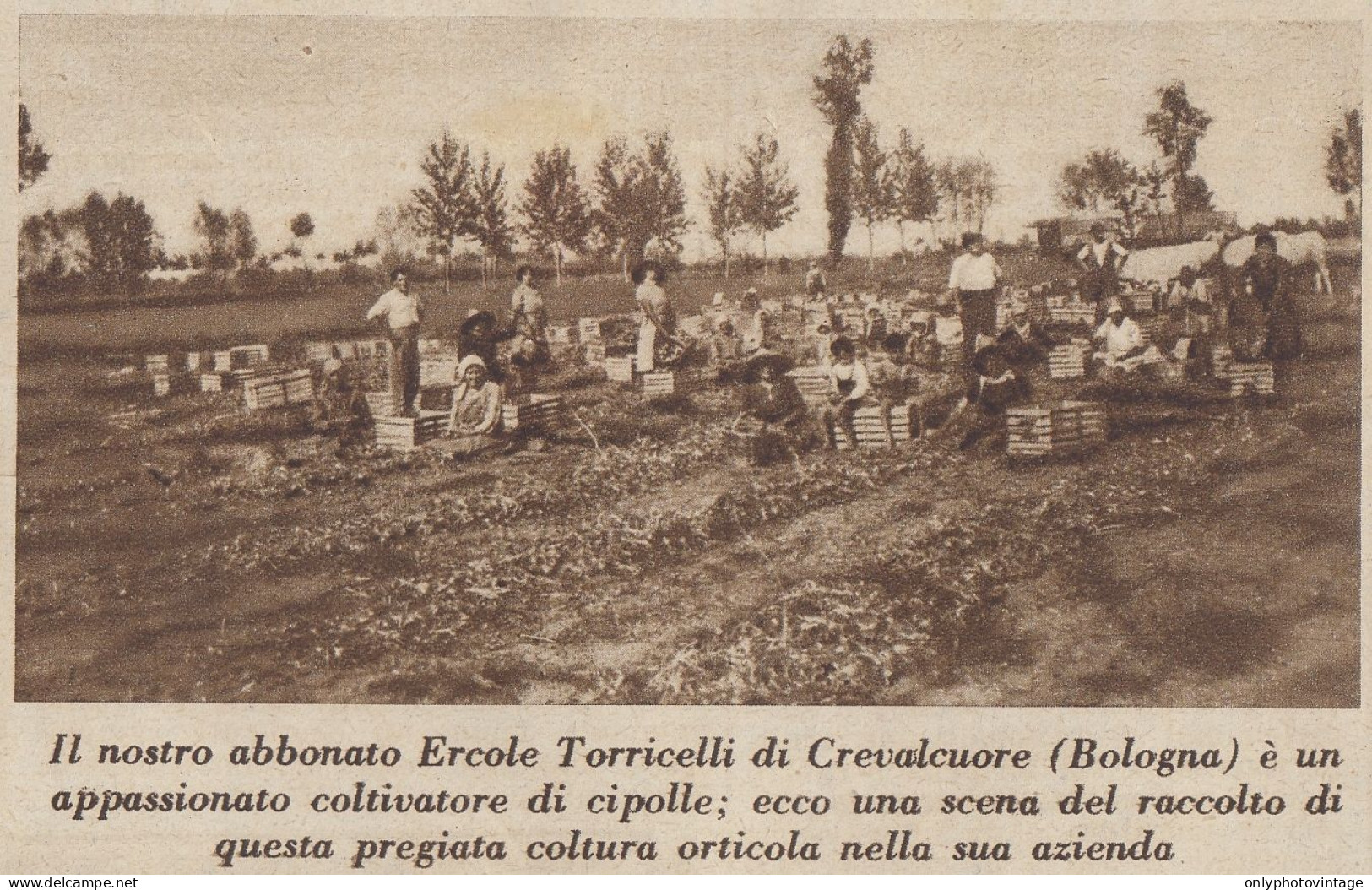 Crevalcuore (BO) - Azienda Di Ercole Torricelli - Raccolta - 1936 Stampa - Prints & Engravings