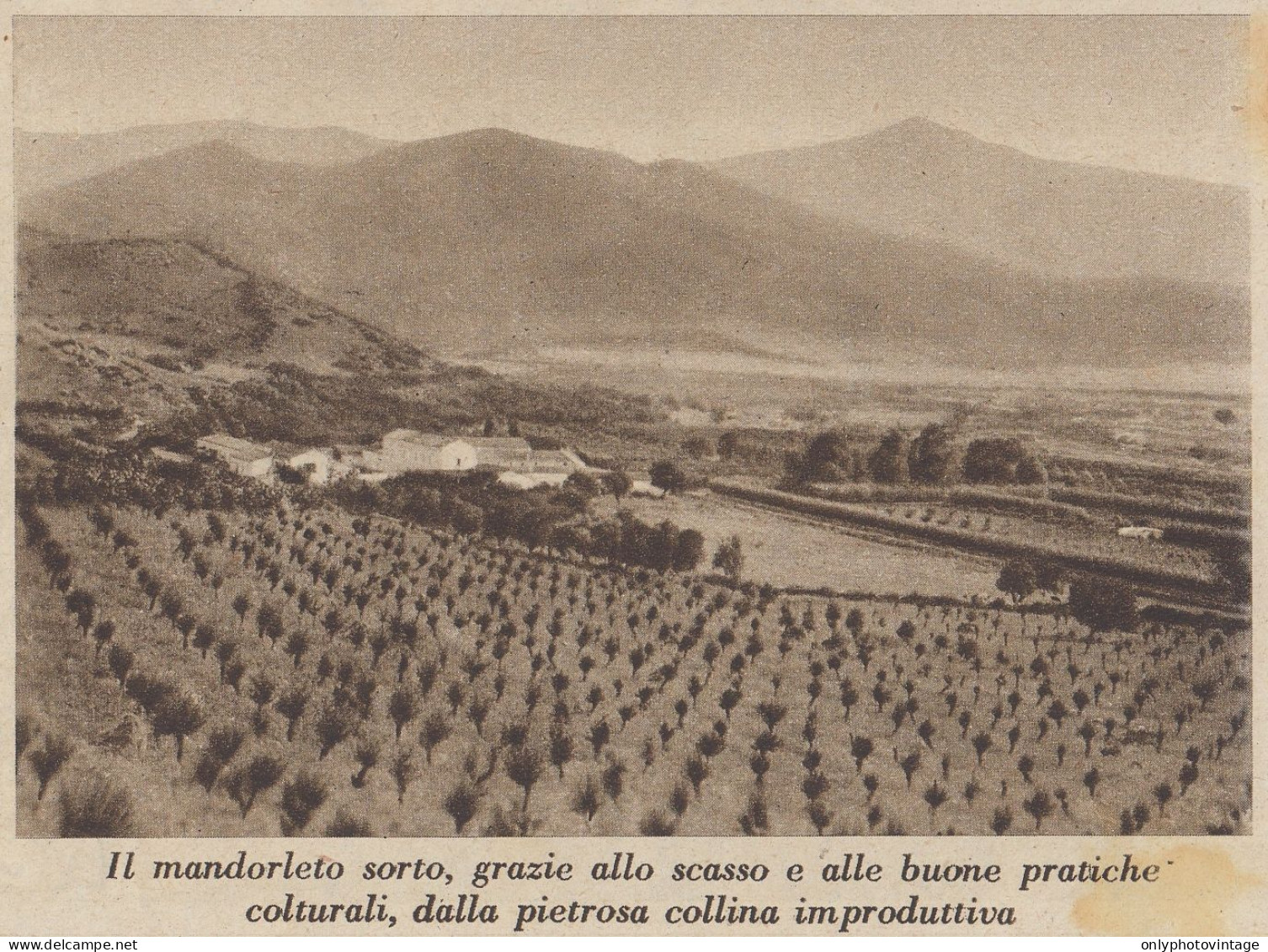 Mandorleto Nell'Azienda Geremeas (CA) Del Comm. Marongiu - 1936 Stampa - Prints & Engravings