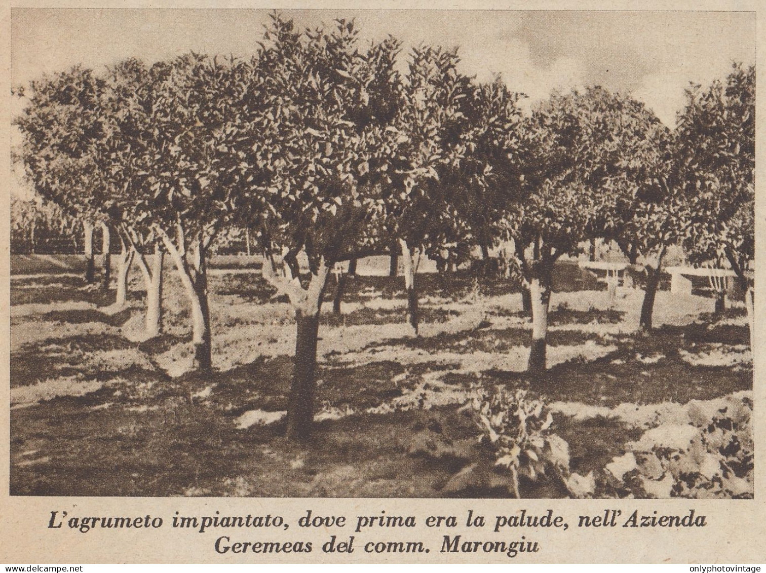 Agrumento Nell'Azienda Geremeas (CA) Del Comm. Marongiu - 1936 Stampa - Stiche & Gravuren