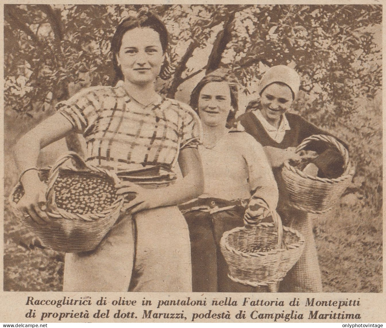 Campiglia Marittima (LI) - Raccoglitrici Di Olive - 1937 Stampa - Print - Stiche & Gravuren