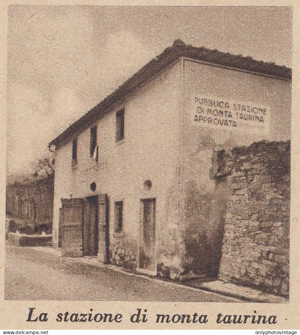 Pubblica Stazione Di Monta Taurina Approvata - 1937 Stampa - Vintage Print - Prints & Engravings