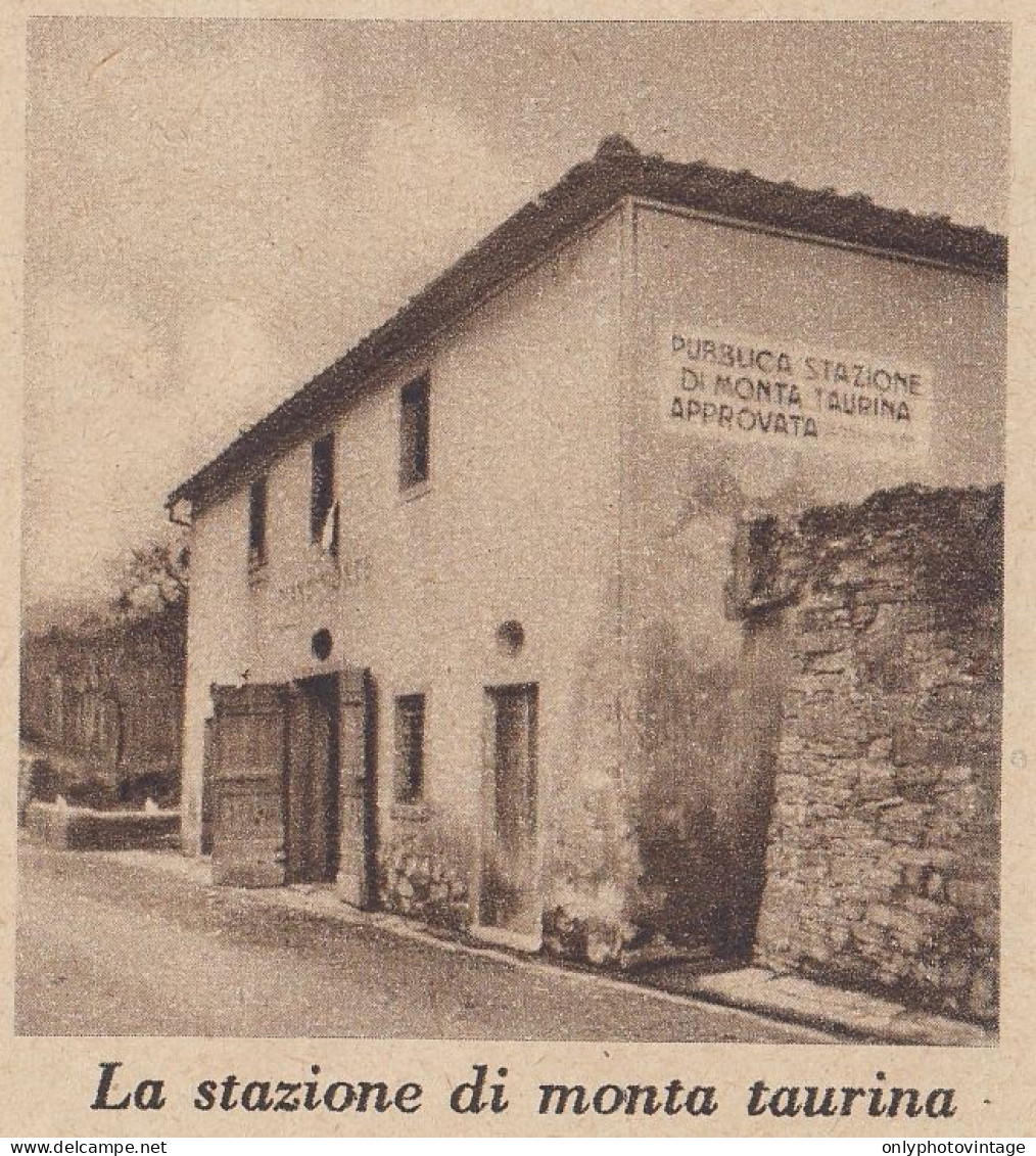 Pubblica Stazione Di Monta Taurina Approvata - 1937 Stampa - Vintage Print - Stiche & Gravuren