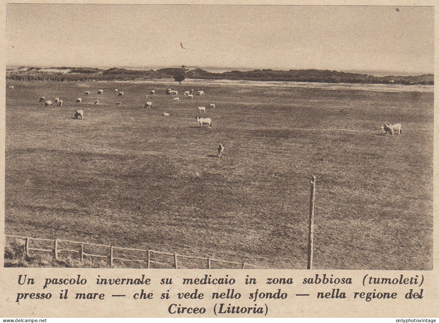 Pascolo Invernale Nella Regione Del Circeo (Littoria) - 1935 Stampa Epoca - Prints & Engravings