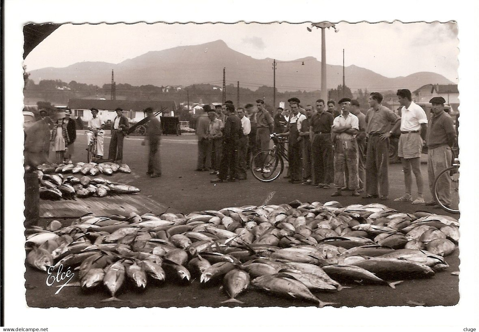 64 - SAINT JEAN DE LUZ -  Le Port - Vente Du Poisson à La Criée - Saint Jean De Luz