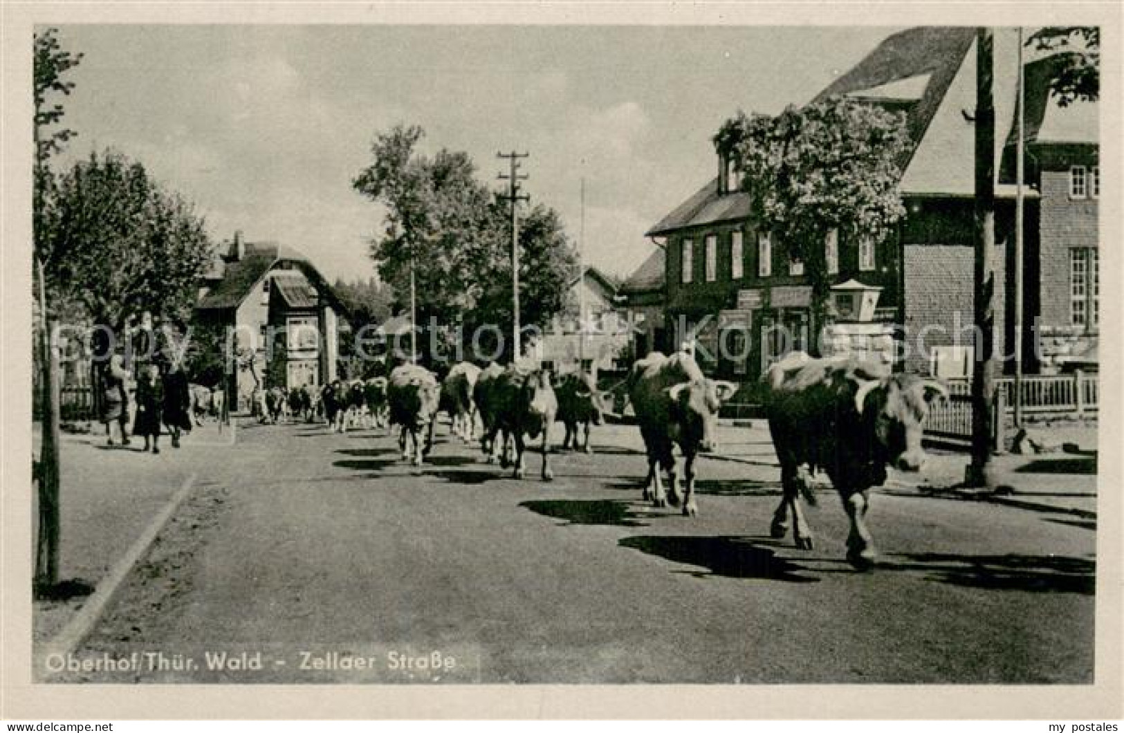 73750565 Oberhof Thueringen Zellaer Strasse Viehaustrieb Oberhof Thueringen - Oberhof