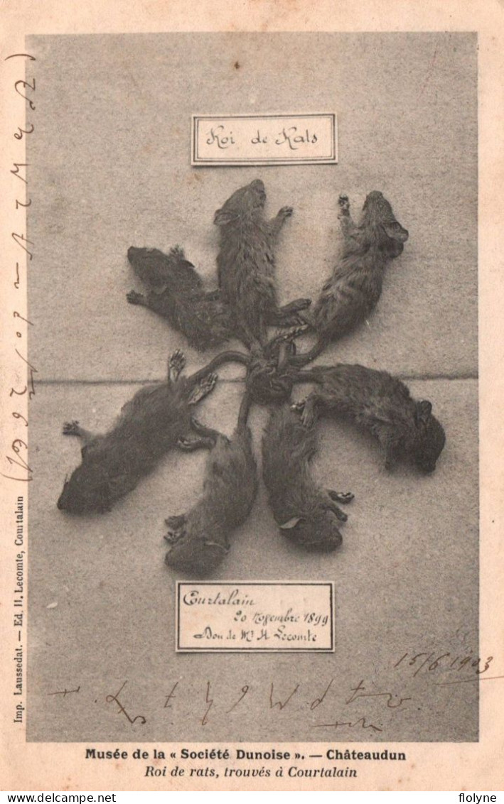 Chateaudun - Musée De La Société Dunoise - Roi Des RATS , Trouvés à Courtalain En 1899 - Chasse Hunting - Chateaudun