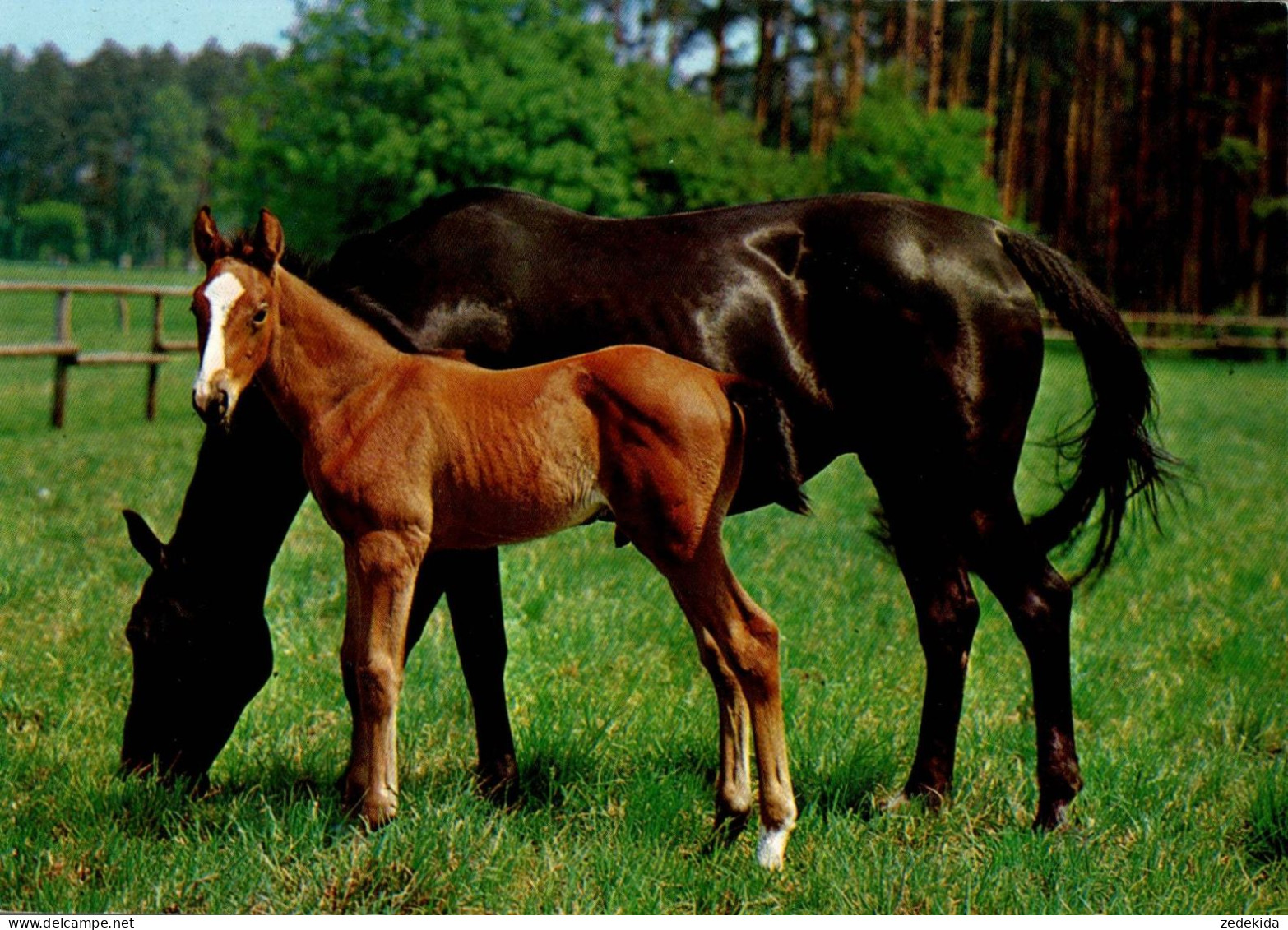 H1705 - TOP Pferd Horses Fohlen - Schöning - Horses