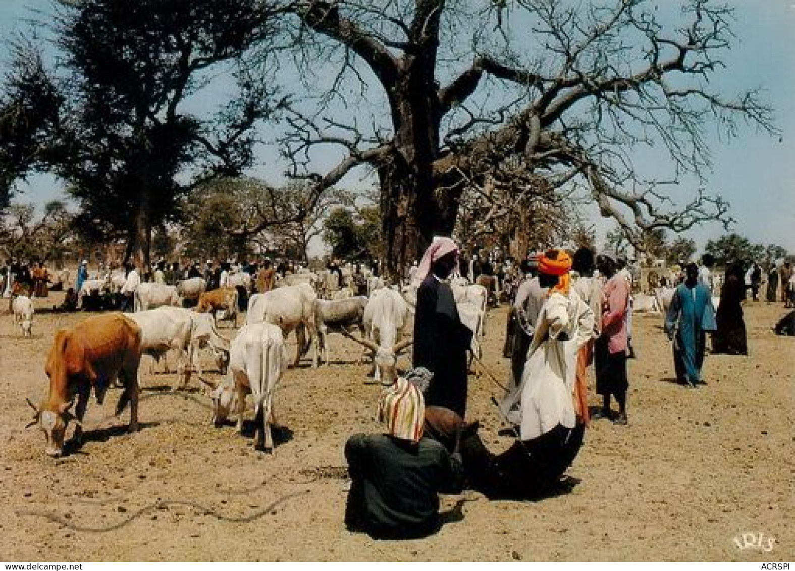 Senegal  DAKAR Le RDV Des éleveurs  17    (scan Recto-verso)MA2008Ter - Senegal