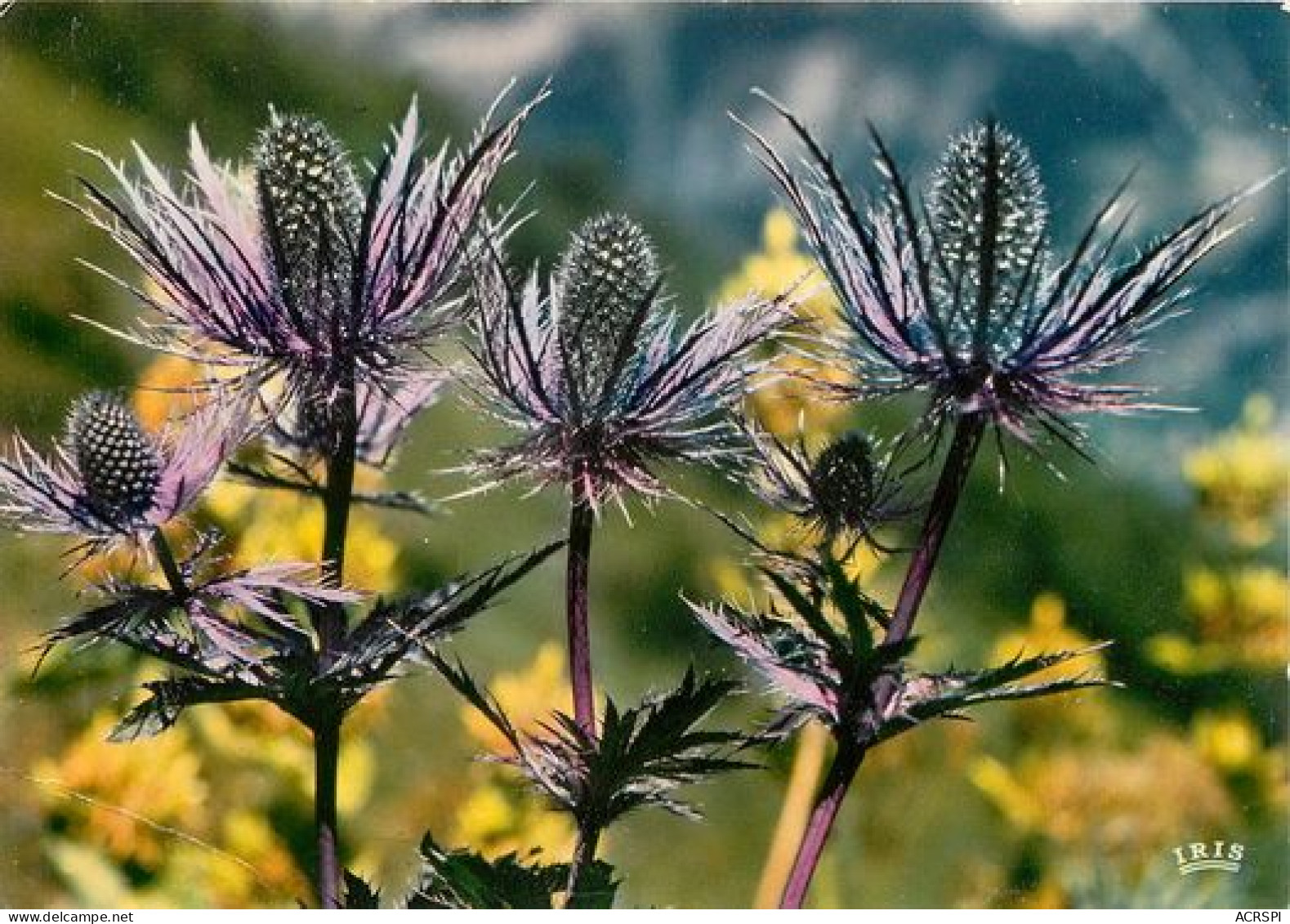 Fleurs Lot De 18 Cartes    1   (scan Recto-verso)MA2007Bis - Blumen