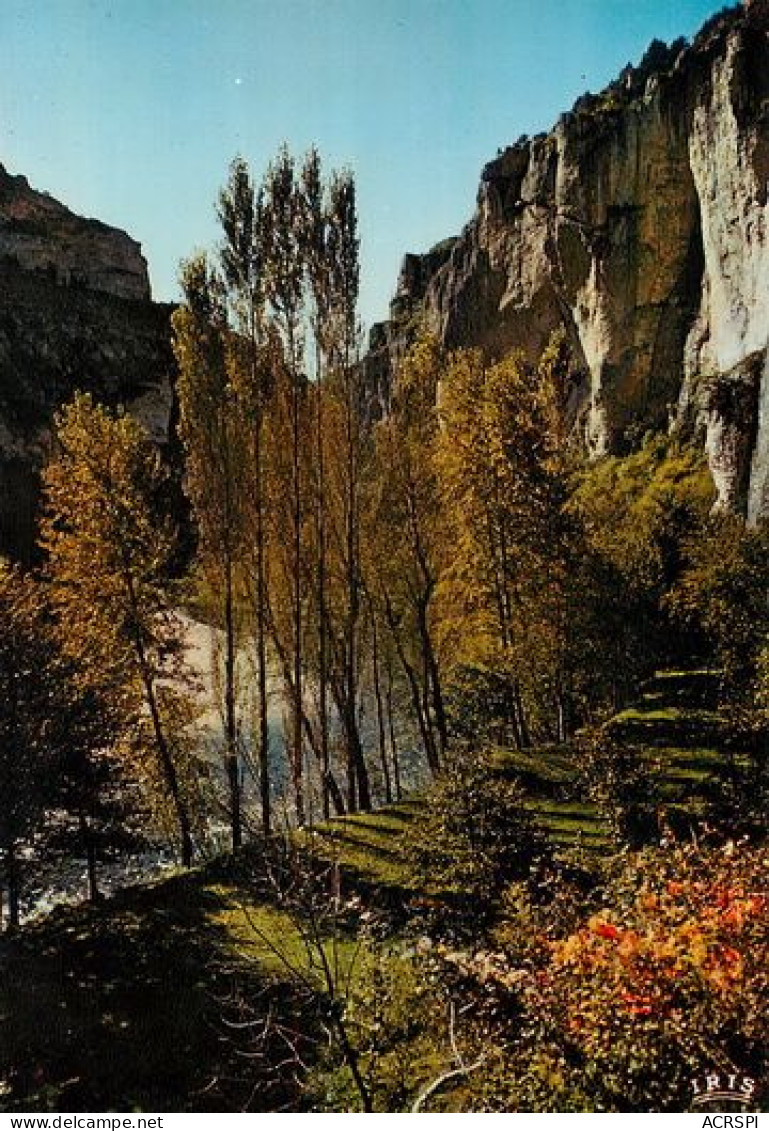 Gorges Du Tarn  En Automne   19   (scan Recto-verso)MA2048Ter - Gorges Du Tarn