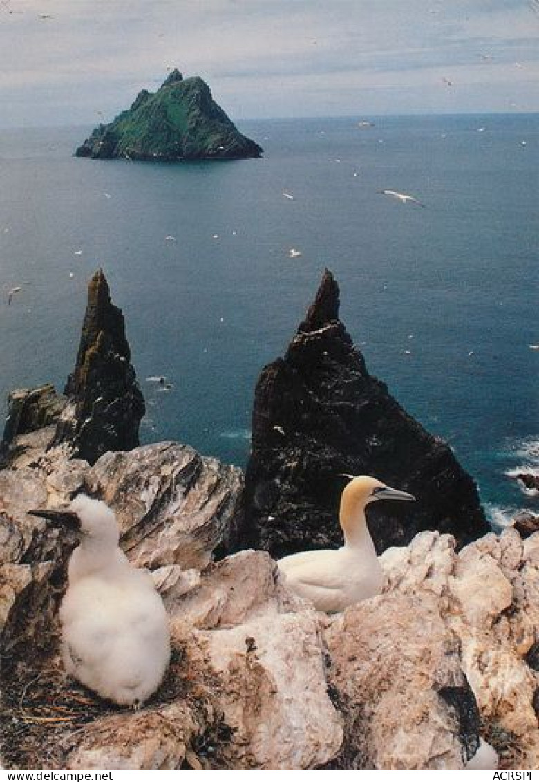 IRELAND  Gannets And The Skellig Rocks  40   (scan Recto-verso)MA2060Ter - Andere & Zonder Classificatie