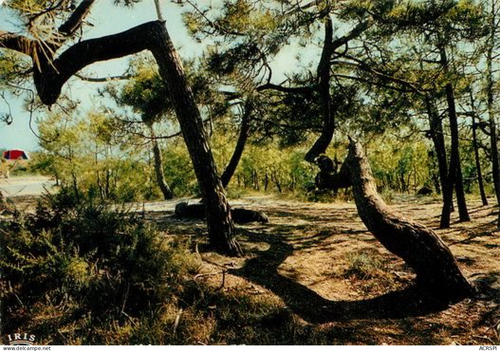 BISCAROSSE Plage Les Pins Tordus Landes  5   (scan Recto-verso)MA2068Ter - Biscarrosse