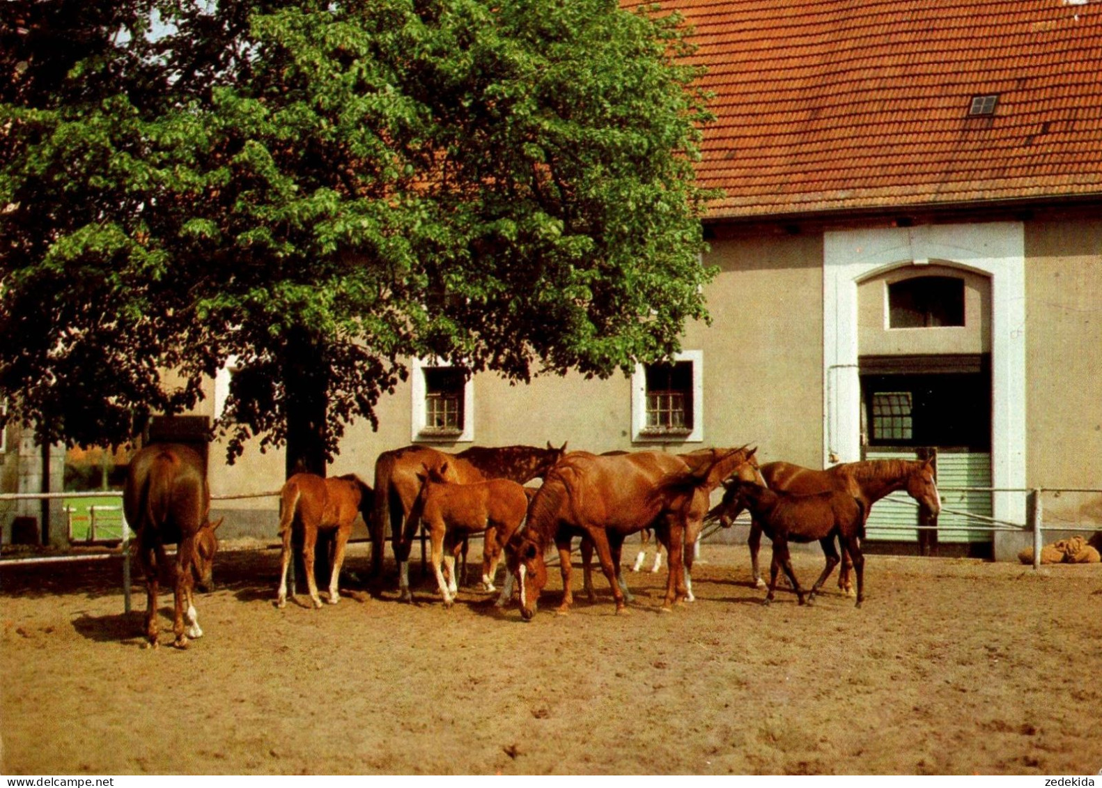 H1712 - Pferd Horses - Planet Verlag DDR - Chevaux