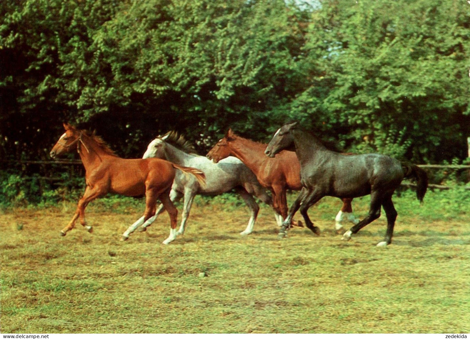 H1717 - Pferd Horses - Planet Verlag DDR - Chevaux