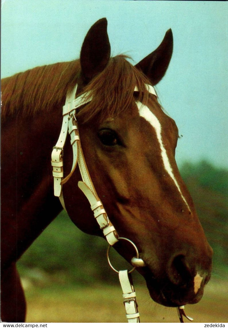 H1718 - TOP Pferd Horses - Planet Verlag DDR - Horses