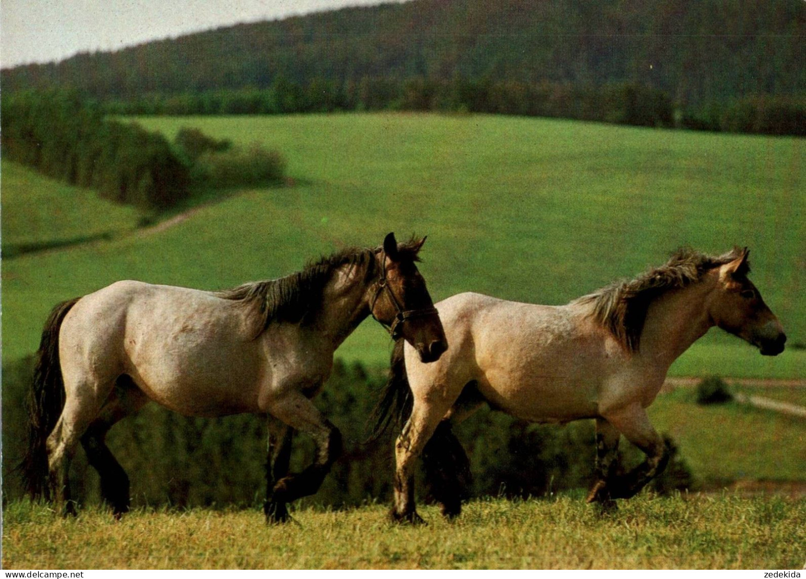 H1723 - TOP Pferd Horses - Planet Verlag DDR - Chevaux