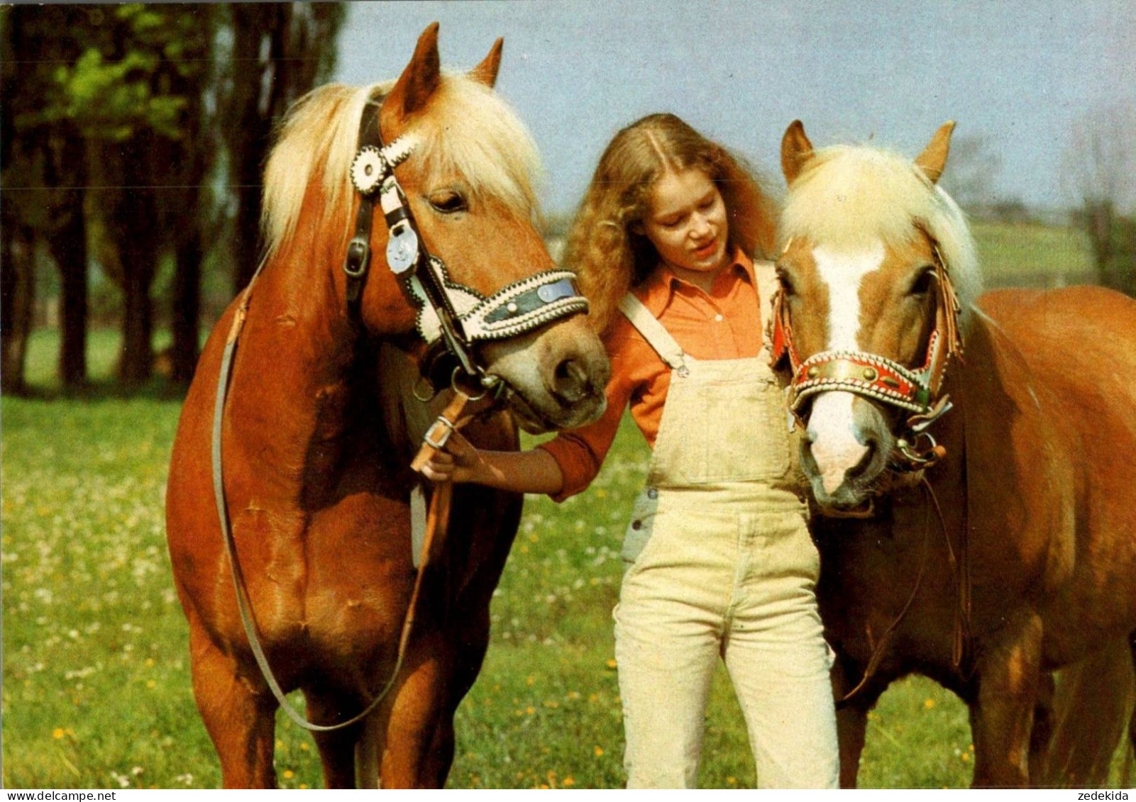 H1724 - TOP Pferd Horses Haflinger Hübsches Junges Mädchen Pretty Young Girl - Planet Verlag DDR - Horses