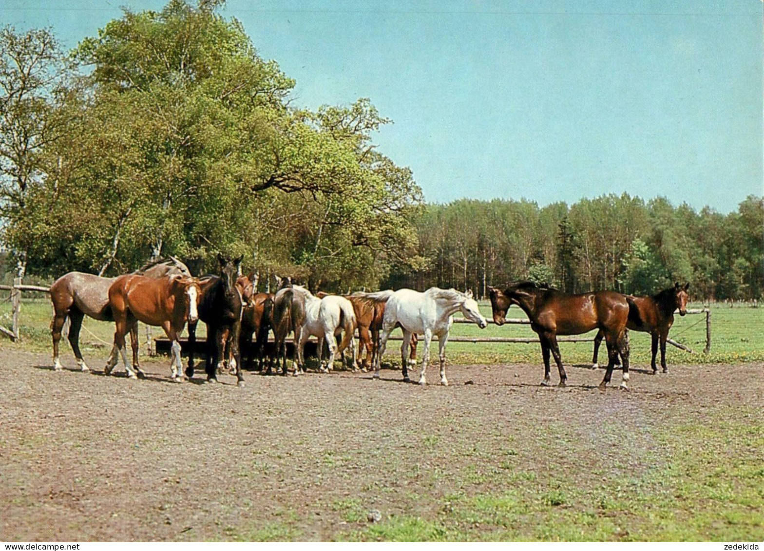 H1733 - TOP Pferd Horses  - Planet Verlag DDR - Horses