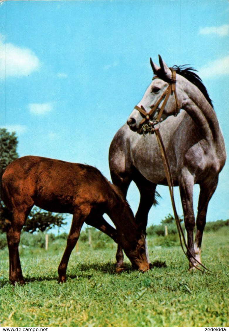 H1738 - TOP Pferd Horses Fohlen - Planet Verlag DDR - Chevaux