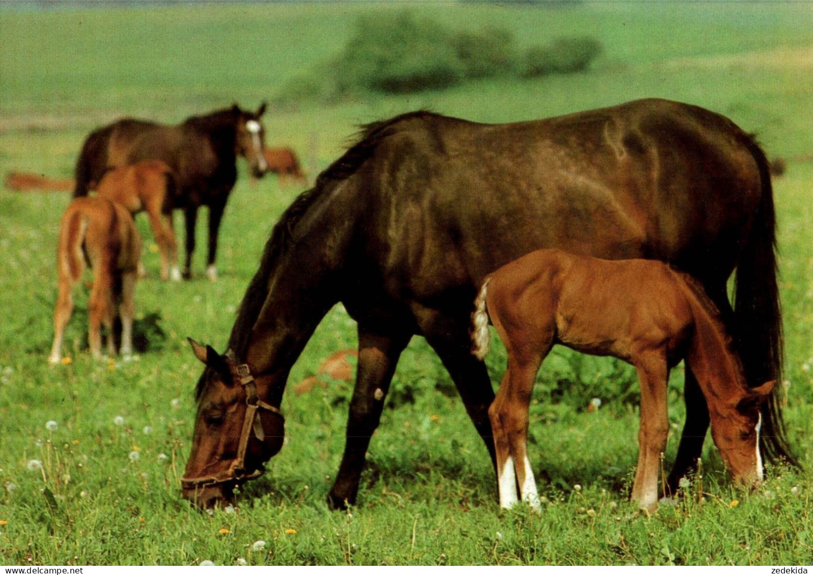 H1740 - TOP Pferd Horses Fohlen - Planet Verlag DDR - Cavalli