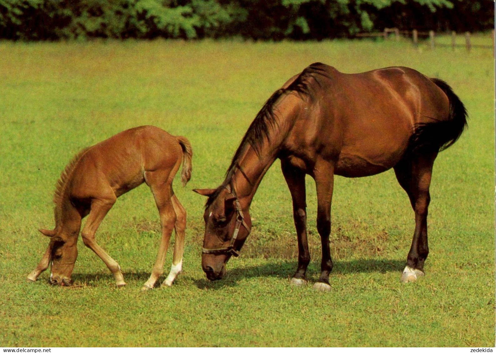 H1741 - TOP Pferd Horses Fohlen - Planet Verlag DDR - Horses