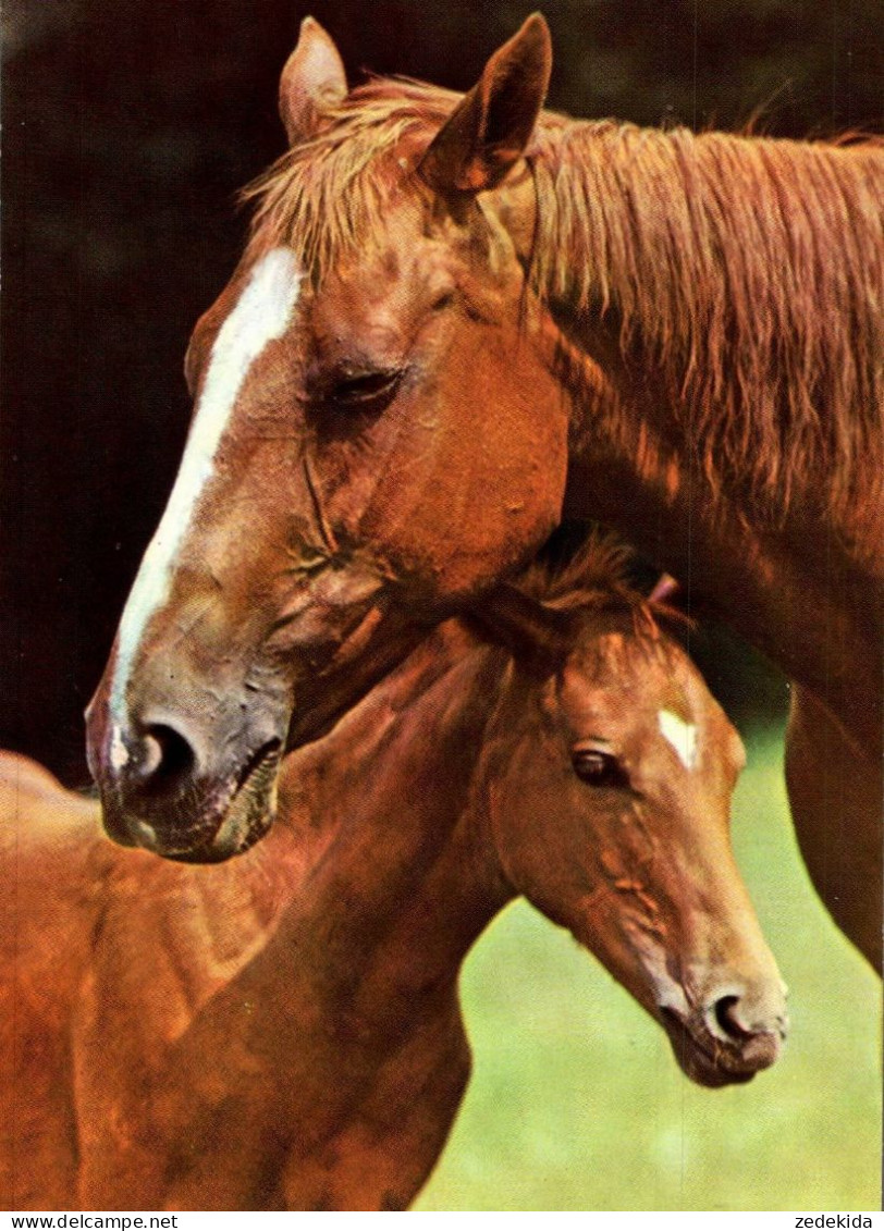 H1742 - TOP Pferd Horses Fohlen - Planet Verlag DDR - Caballos