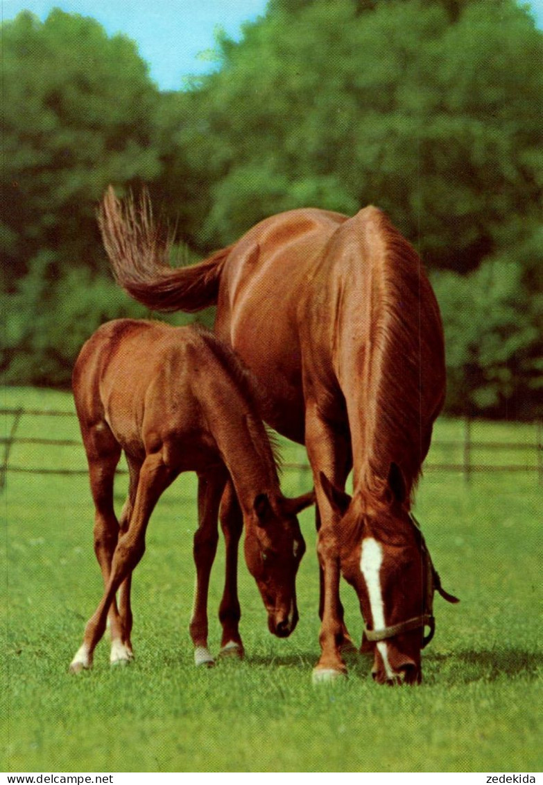 H1746 - TOP Pferd Horses Fohlen - Planet Verlag DDR - Chevaux