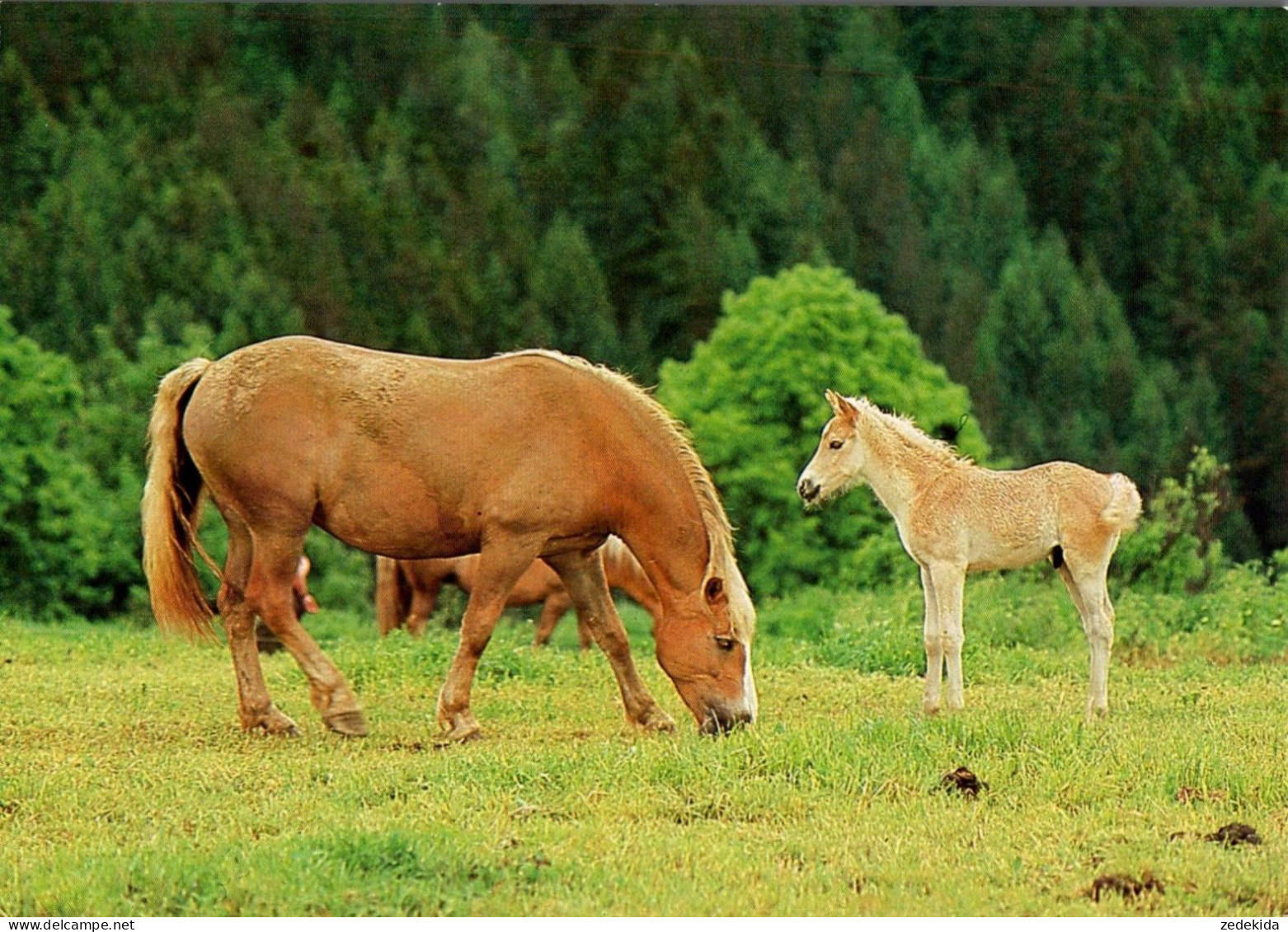 H1751 - TOP Pferd Horses Haflinger ?? Fohlen - Planet Verlag DDR - Horses