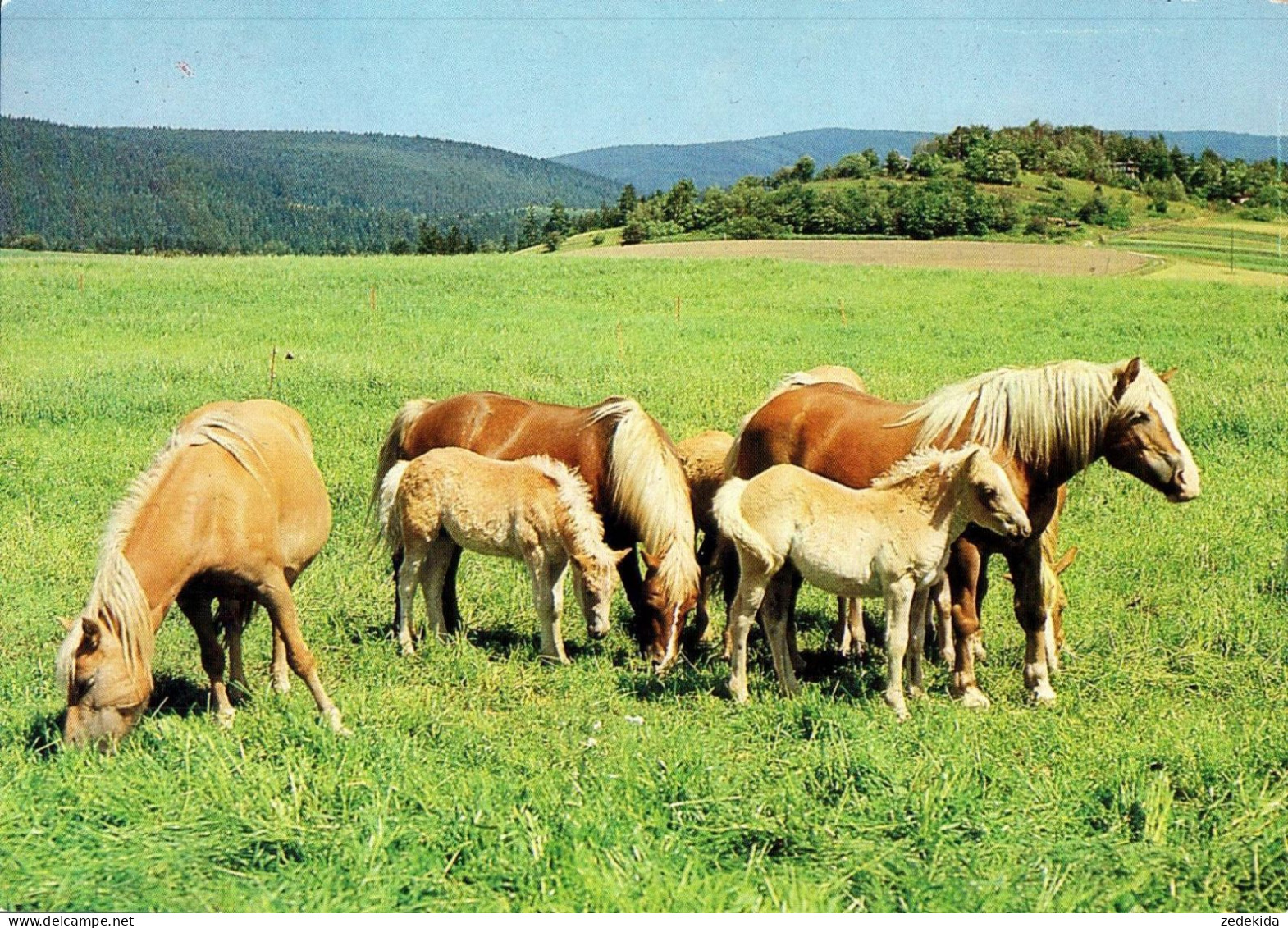 H1752 - TOP Pferd Horses Haflinger Fohlen - Planet Verlag DDR - Chevaux