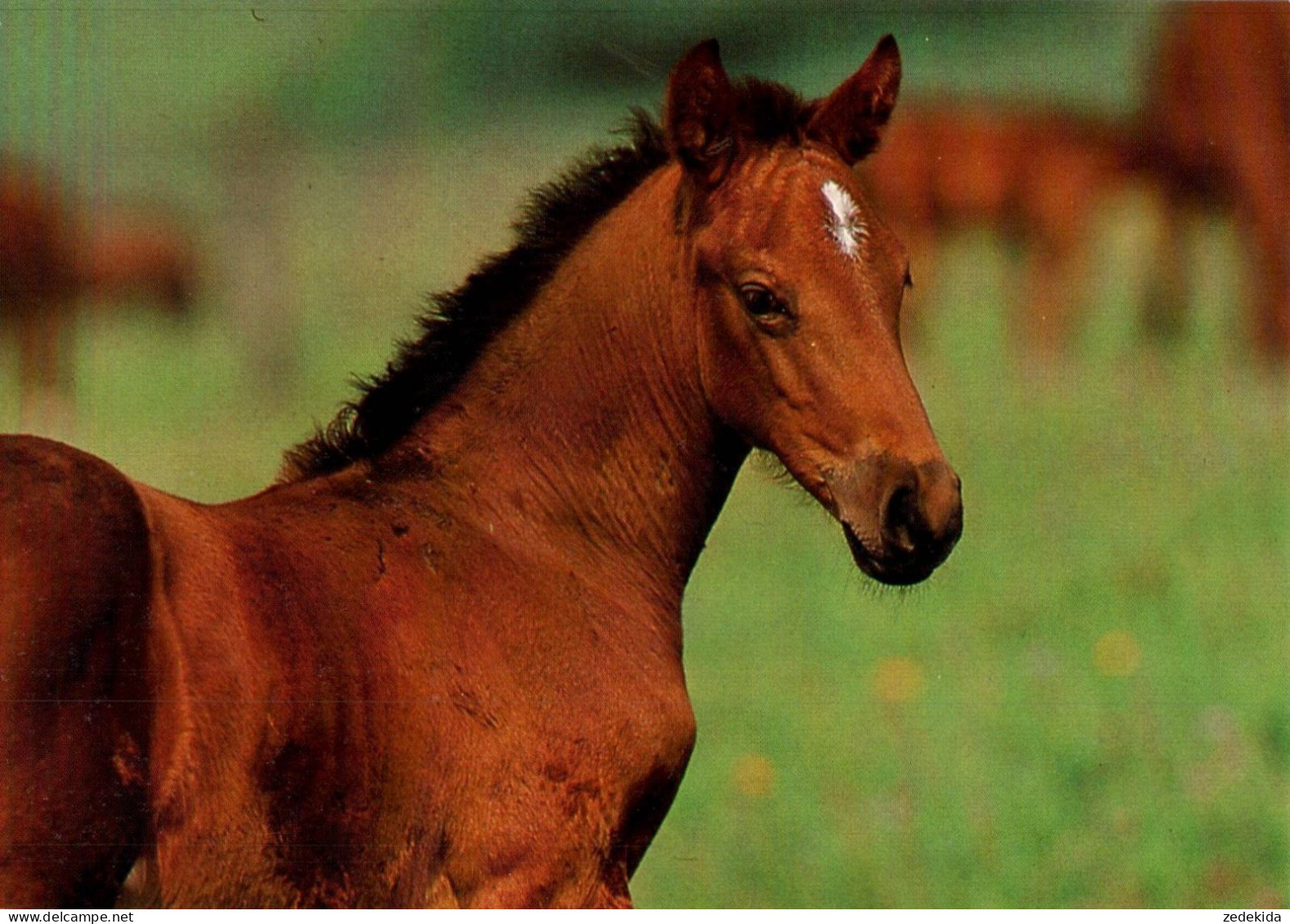 H1753 - TOP Pferd Horses Fohlen - Planet Verlag DDR - Pferde