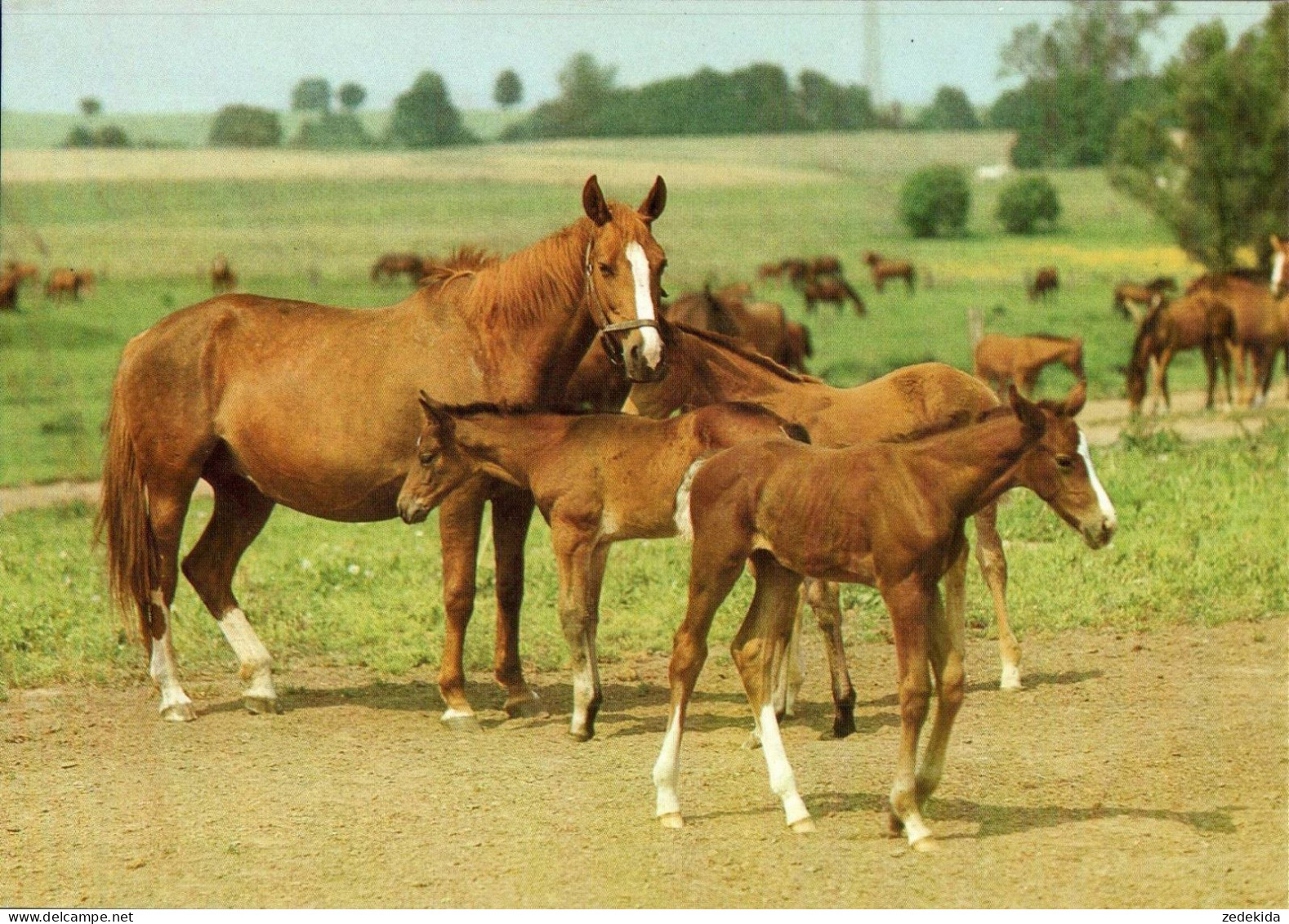H1754 - TOP Pferd Horses Fohlen - Planet Verlag DDR - Paarden