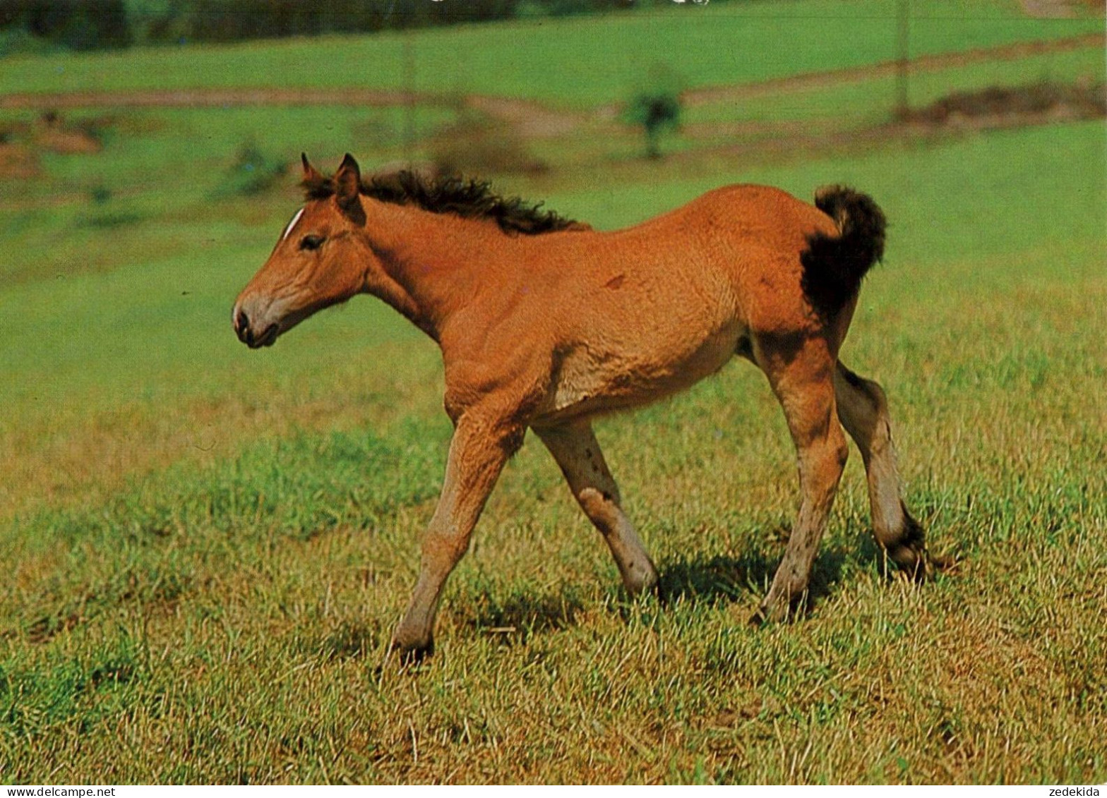 H1756 - TOP Pferd Horses Fohlen - Planet Verlag DDR - Caballos