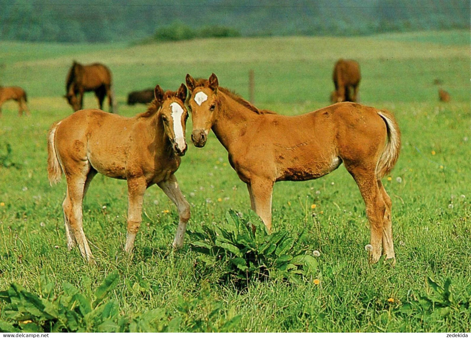 H1757 - TOP Pferd Horses Fohlen - Planet Verlag DDR - Paarden